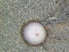 pinhole-laser06.jpg