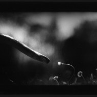 I movimenti degli animali secondo Giacomo Brunelli