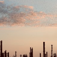 Refinery flock di Massimo Cristaldi