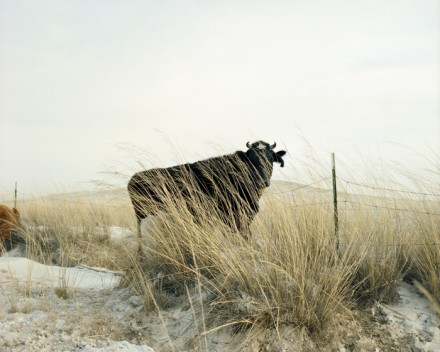 Un taureau dans l'herbe, 2008© Li Wei 李伟