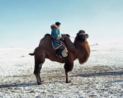  - Li-Wei_Camel_rider_2010