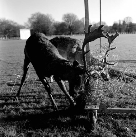 Fotografia di Steven Nestor (7)