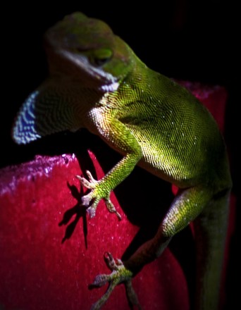 Photo by Jonathan Morse (4)