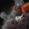 Le esplosioni floreali di Ori Gersht